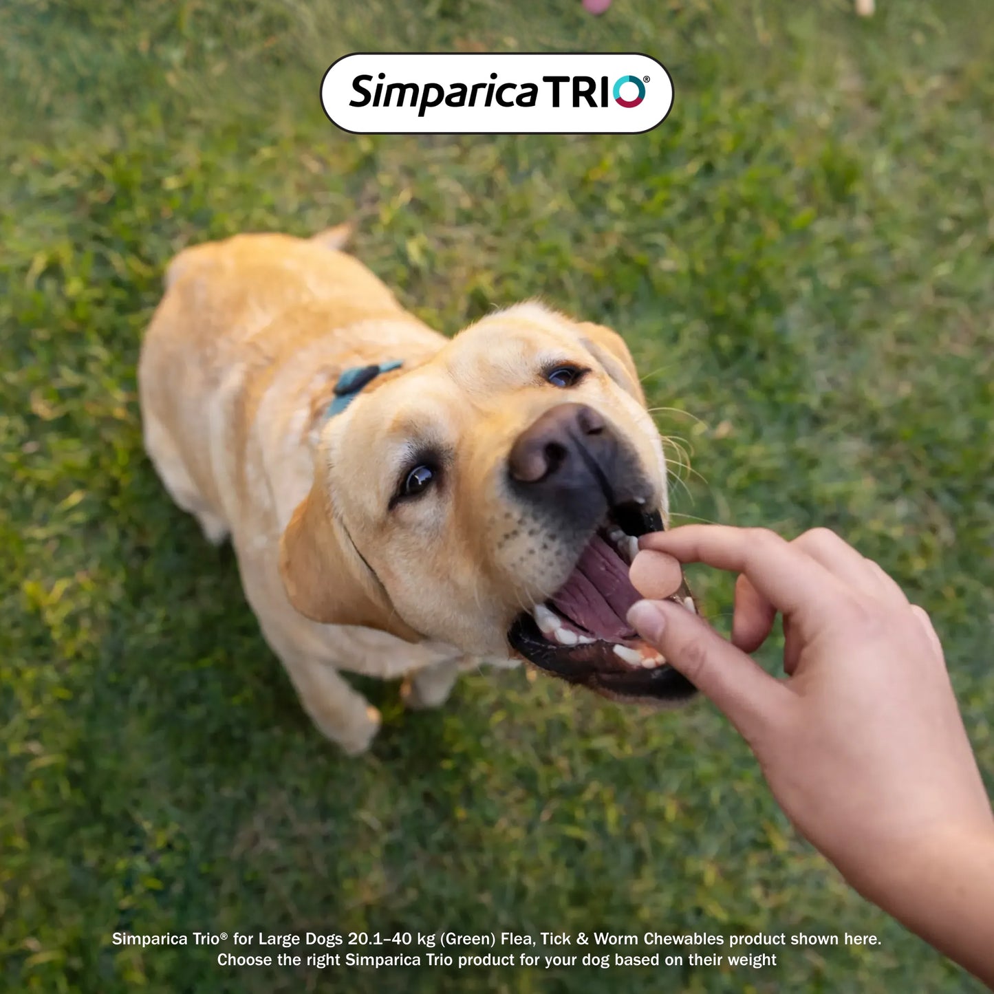 Simparica Trio Medium Breed 10.1-20kg Flea, Tick & Worm Dog Chews