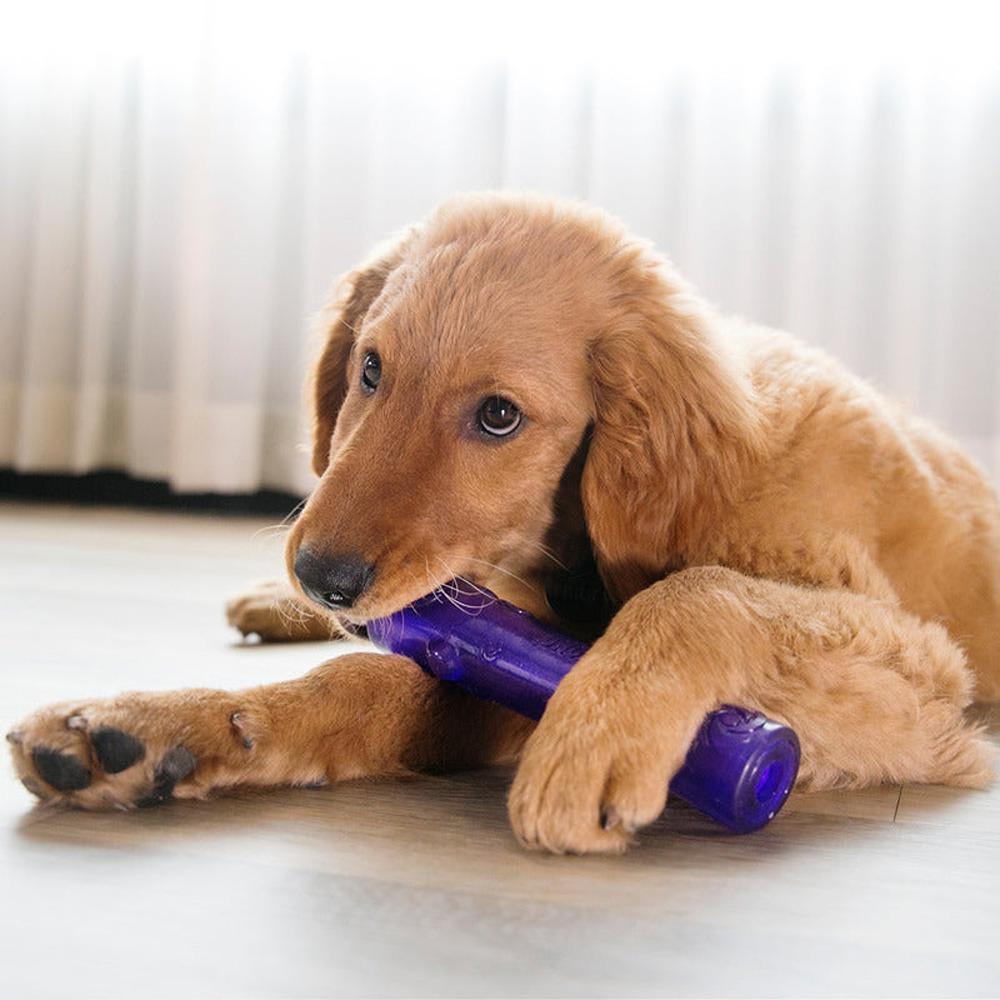 KONG Squeezz Crackle Stick Dog Toy