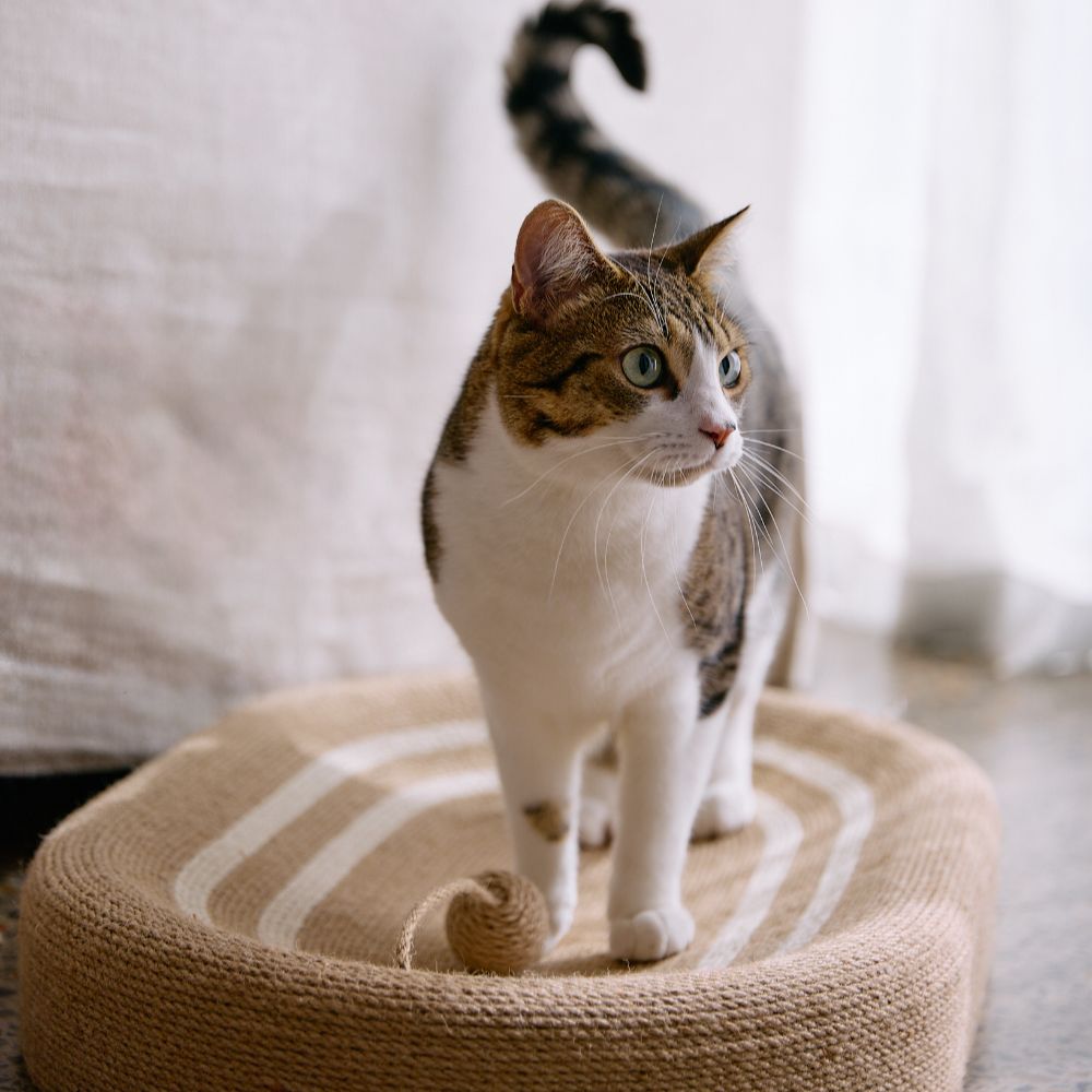 Buddy & Belle Cat Scratcher Lounge