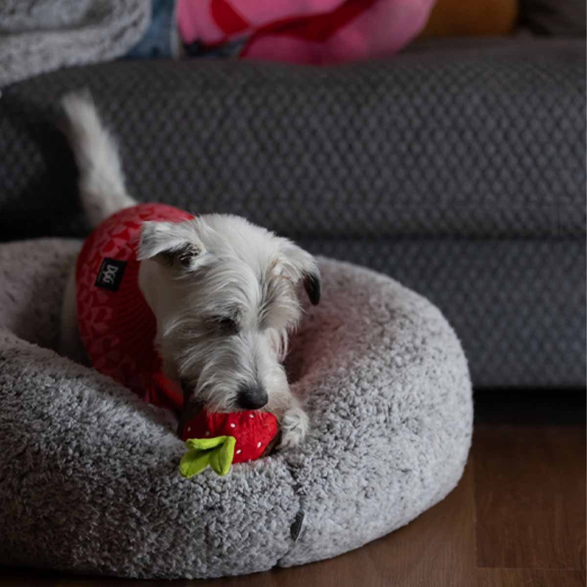 Lexi & Me Strawberry Plush & Rubber Dog Toy