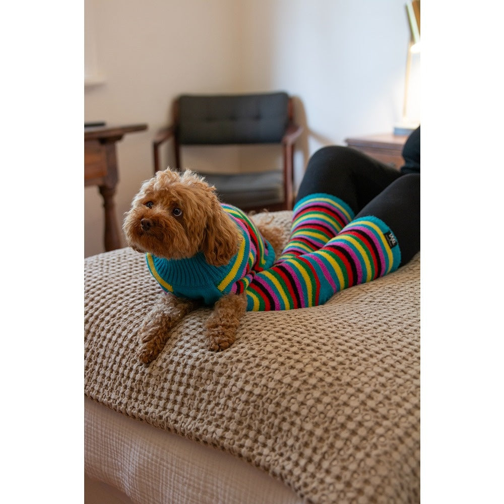 DGG Fashion Knit Dog Jumper Rainbow Stripe
