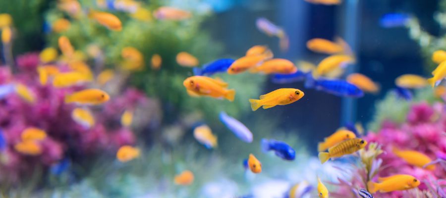 10 Popular Pet Fish Breeds - PetPost Australia