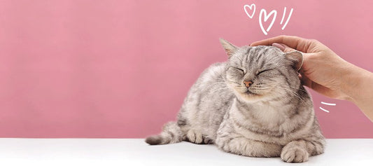 5 Cat Date Night Ideas - PetPost Australia