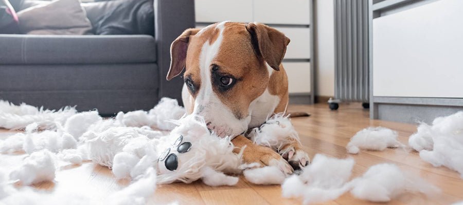 5 Common Dog Behaviour Issues and Solutions - PetPost Australia
