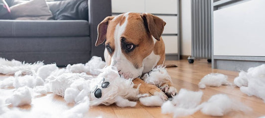 5 Common Dog Behaviour Issues and Solutions - PetPost Australia