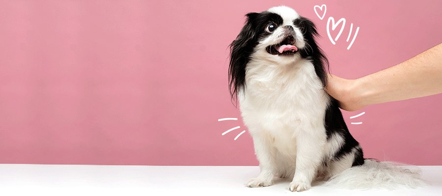 7 Doggy Date Night Ideas - PetPost Australia