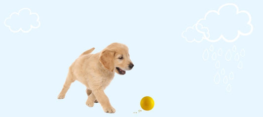 7 Rainy Day Dog Activities - PetPost Australia