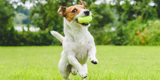 8 Fun Dog Games to Play - PetPost Australia