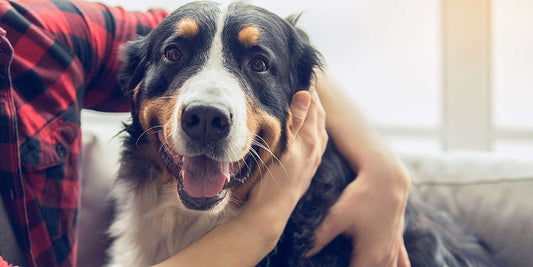 A Basic Guide to Dogs and Conjunctivitis - PetPost Australia