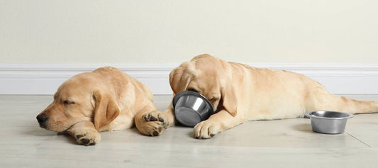 A Basic Guide to Puppy Nutritional Needs - PetPost Australia