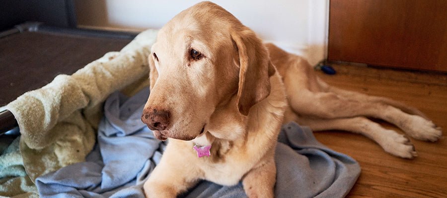 A Brief Guide to Dogs and Arthritis - PetPost Australia