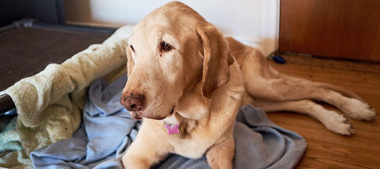 A Brief Guide to Dogs and Arthritis - PetPost Australia