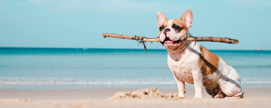 A Day at the Beach: Dog Safety Tips - PetPost Australia