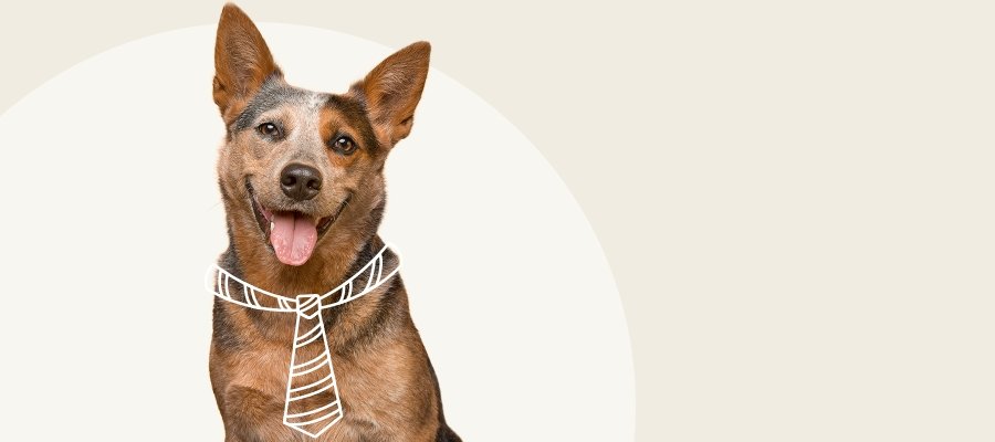 A Guide on Dogs in the Office - PetPost Australia