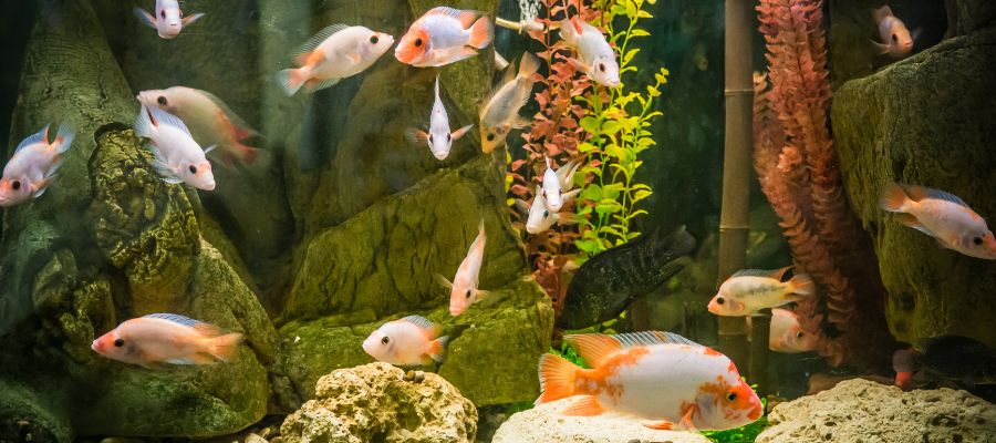 A Guide to Feeding Your Fish - PetPost Australia