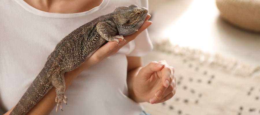 A Guide to Pet Reptile Care - PetPost Australia