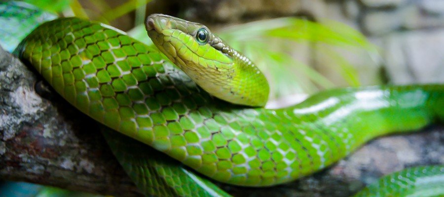 A Guide to Pet Snake Care - PetPost Australia