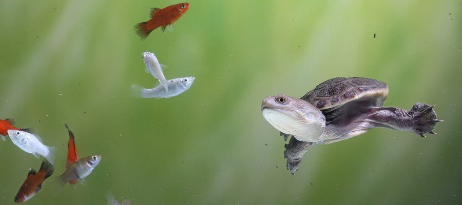 A Guide to Pet Turtle Care - PetPost Australia