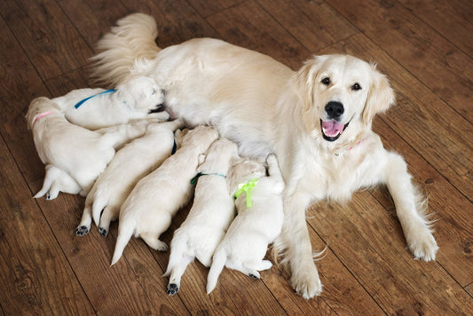 An Owners Guide to Dog Pregnancy and Whelping - PetPost Australia