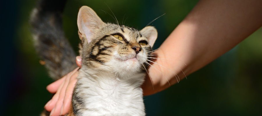 Basic Cat Needs - PetPost Australia