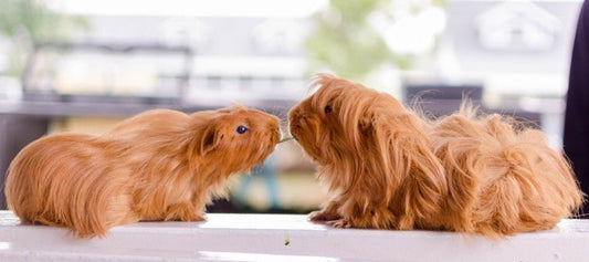 Beginners Guide to Caring for Guinea Pigs - PetPost Australia
