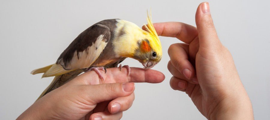 Beginners Guide to Pet Bird Care - PetPost Australia