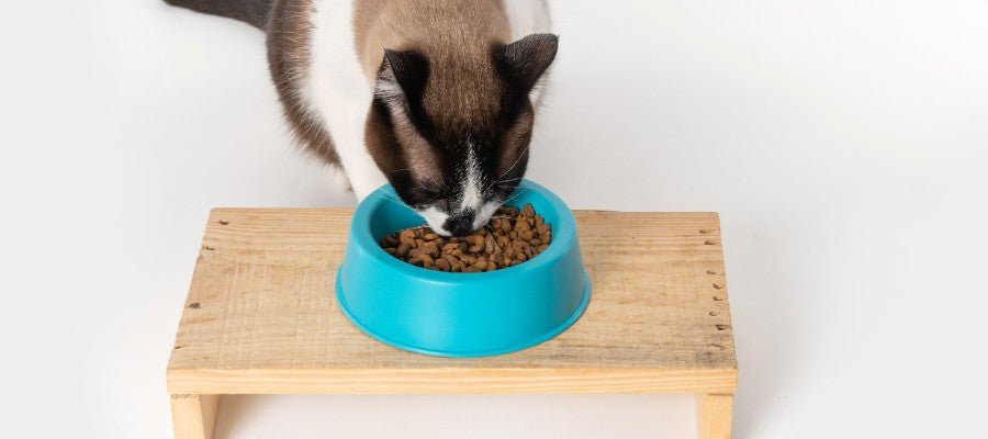 Benefits of an Elevated Cat Bowl - PetPost Australia