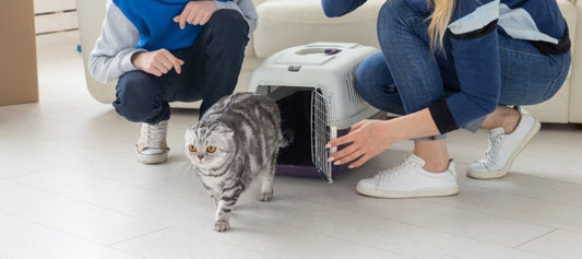 Bringing a Cat Home for the First Time - PetPost Australia