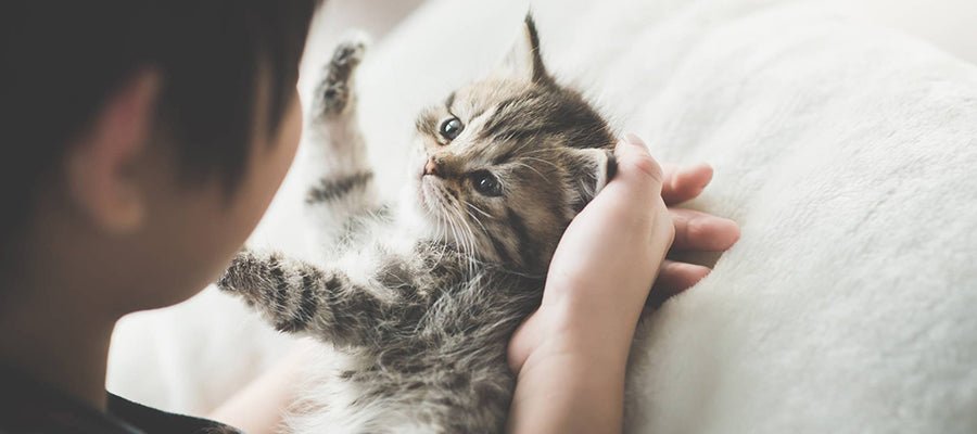 Bringing Your Kitten Home - PetPost Australia