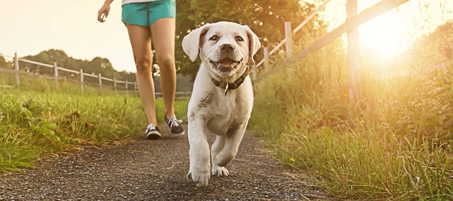 Bringing your Puppy Home for the First Time - PetPost Australia