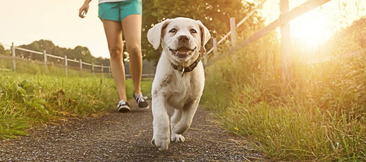 Bringing your Puppy Home for the First Time - PetPost Australia