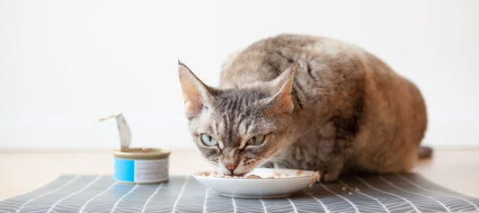 Buying The Best Cat Food - PetPost Australia