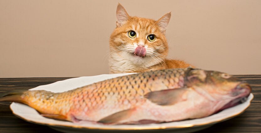 Can Cats Eat Fish? - PetPost Australia