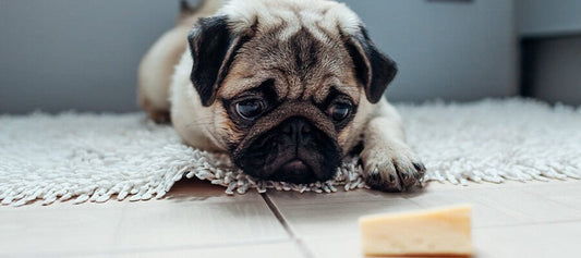 Can Dogs Eat Cheese? - PetPost Australia