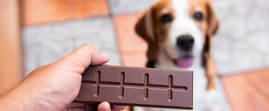 Can Dogs Eat Chocolate? - PetPost Australia