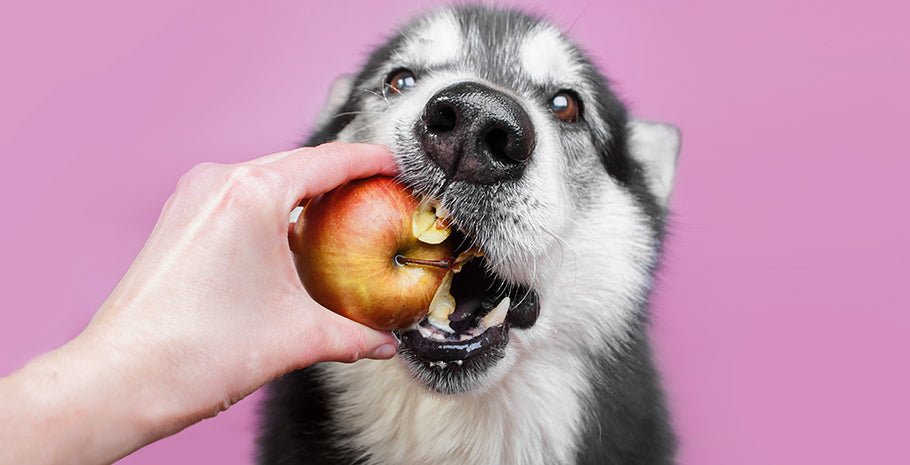 Can Dogs Eat Fruit? - PetPost Australia