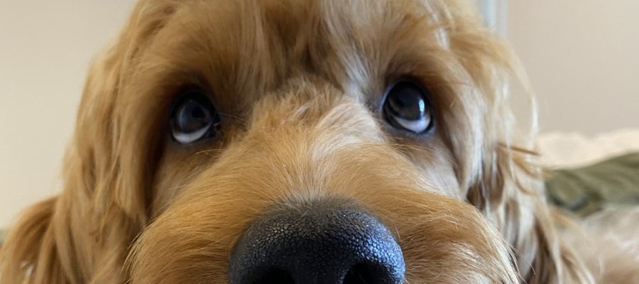 Can Dogs See Colour? A Guide to Understanding Dog's Visual Abilities - PetPost Australia