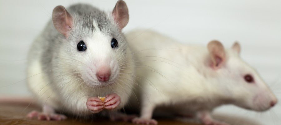 Caring for Mice and Rats - PetPost Australia