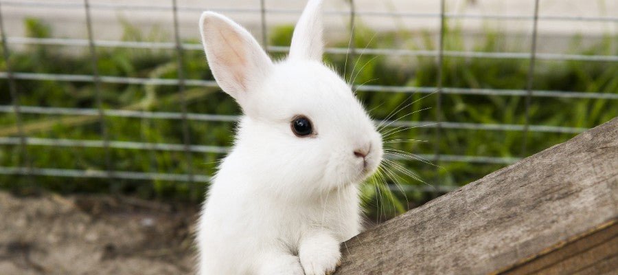 Caring for Your First Rabbit - PetPost Australia
