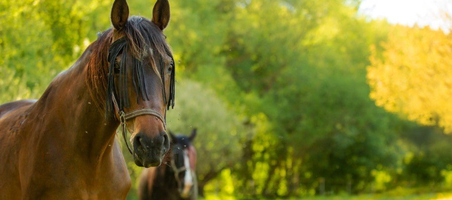 Caring For Your Horse - PetPost Australia
