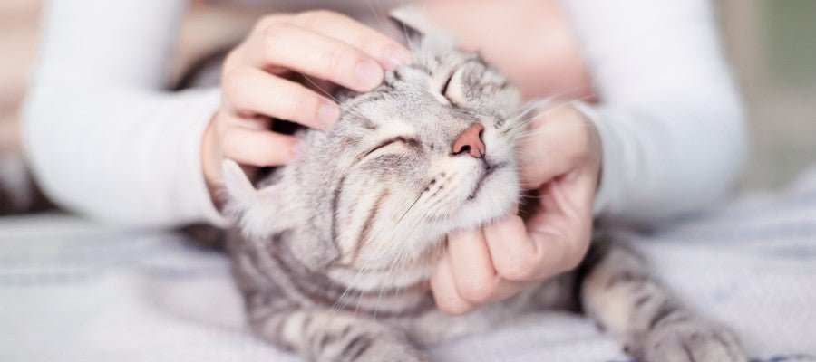 Cat Body Language – What is Your Cat Trying to Tell You? - PetPost Australia