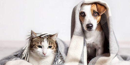 Cats or Dogs? Choosing the Right Pet - PetPost Australia