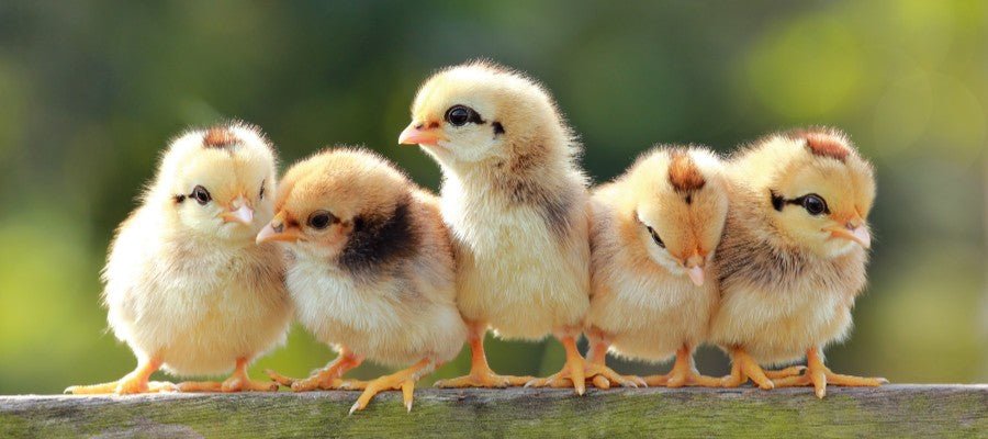 Chicken Care and Health: 6 Potential Issues - PetPost Australia