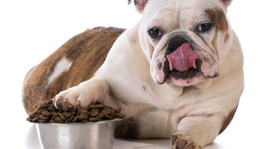 Choosing The Right Dog Food - PetPost Australia