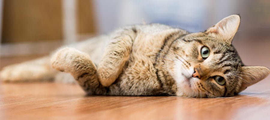 Common Cat Behaviour Issues - PetPost Australia