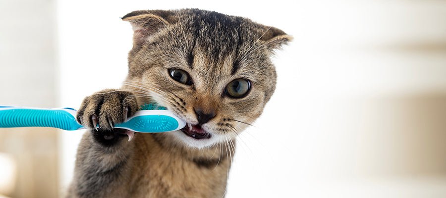 Does your Cat Have Bad Breath? Check out our tips for improving your cat’s oral hygiene - PetPost Australia