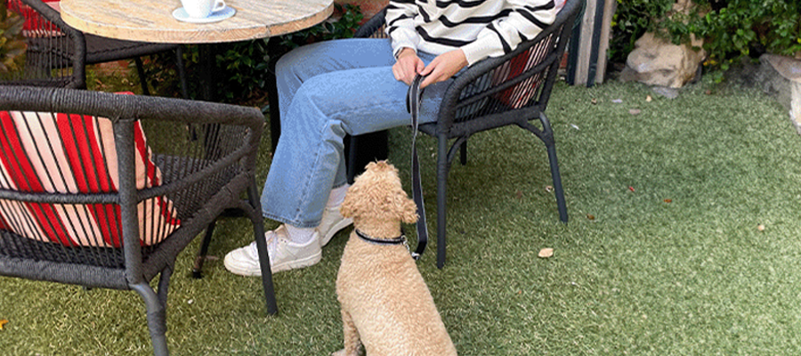 The Best Dog-Friendly Eateries in Melbourne’s Southeast - PetPost Australia