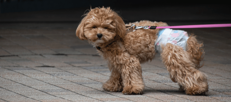 A Guide to Dog Nappies