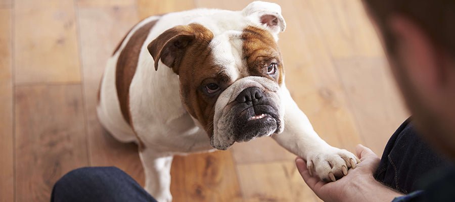 Top Tricks To Teach Your Dog - PetPost Australia