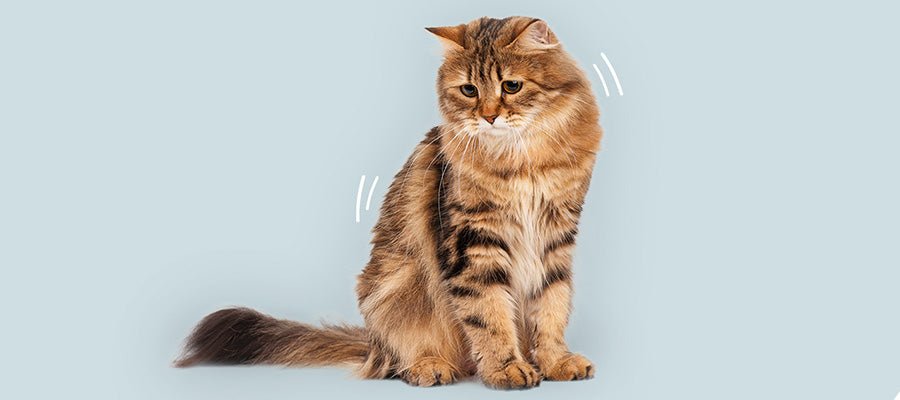 Easing Your Cat's Nerves: A Guide to Cat Anxiety - PetPost Australia